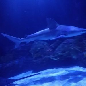 Meet your Posher, Berta